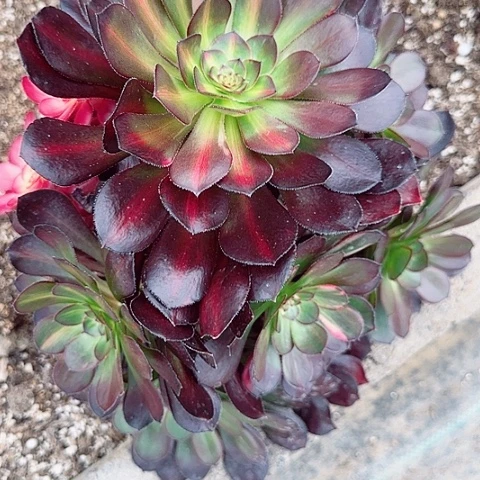 【闪购商品】流*雨1234567