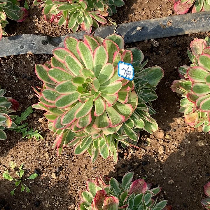 孔雀玲多肉植物764