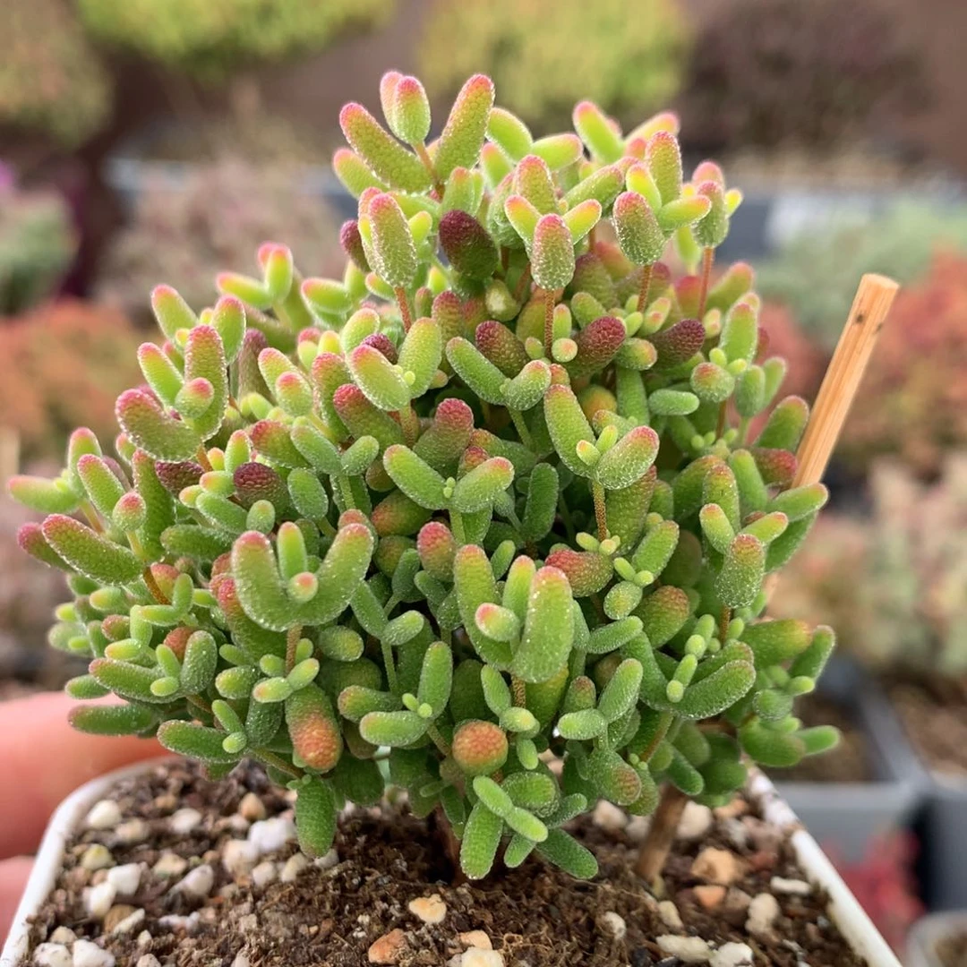 349蜜橘糖球 。