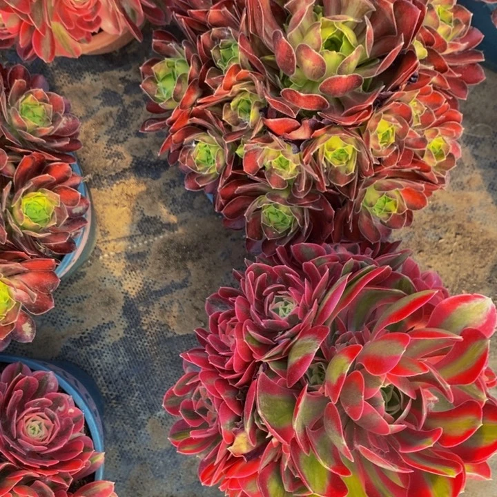 粉女巫➕韶华多肉1颗多肉