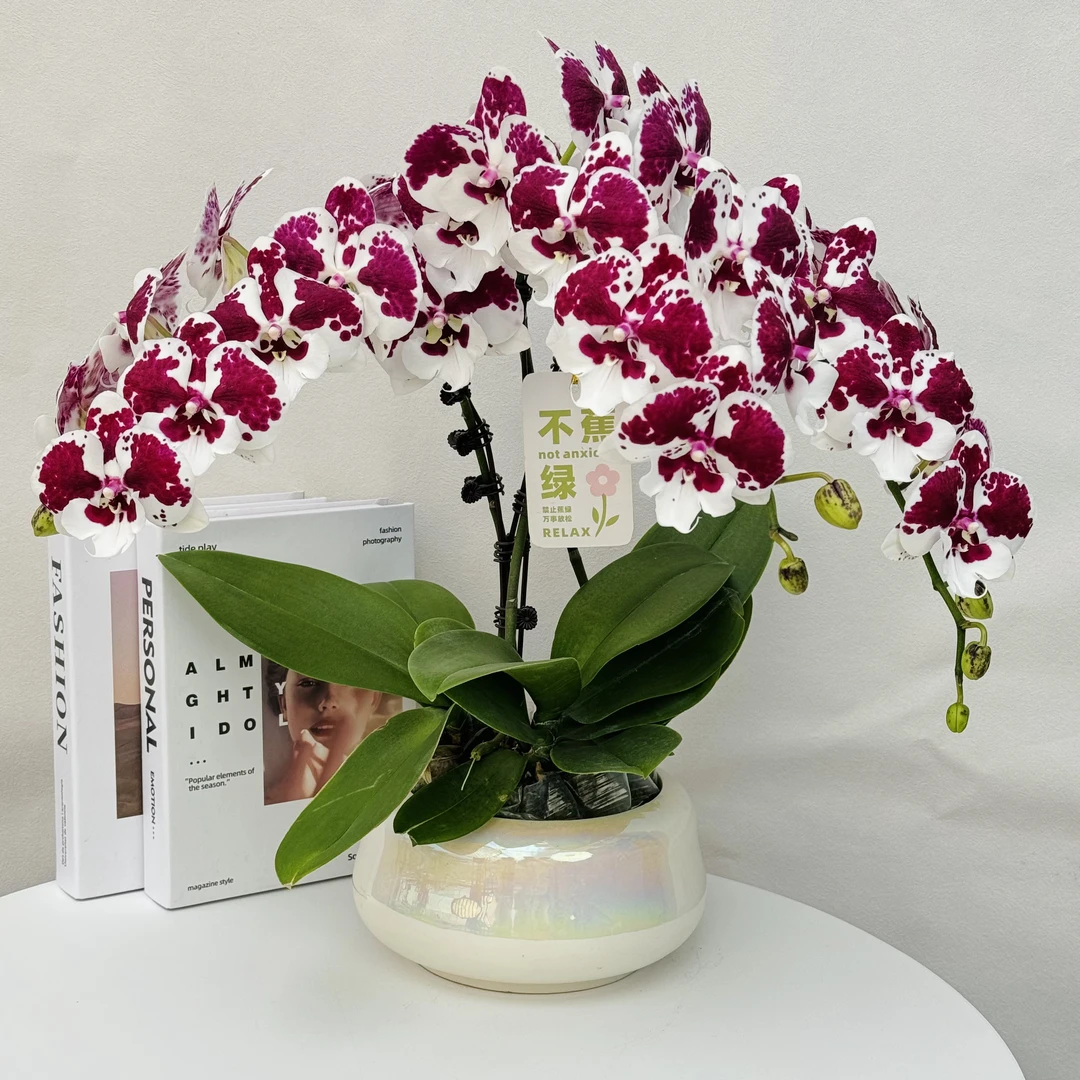 蝴蝶兰【一千零一夜】高档蜡质花斑点带花带花苞紫红色客厅乔迁