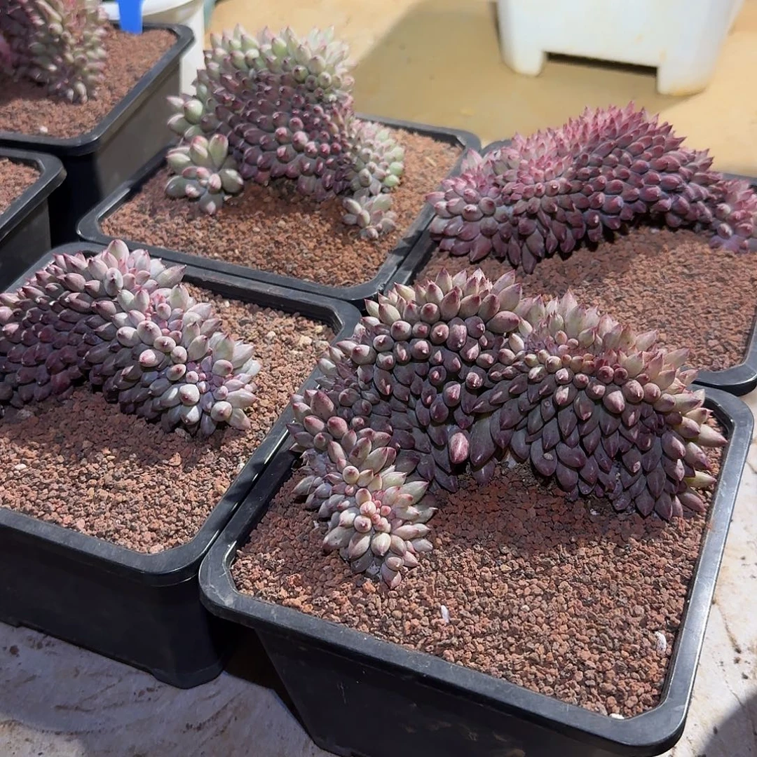 虞美人缀化多肉15公分