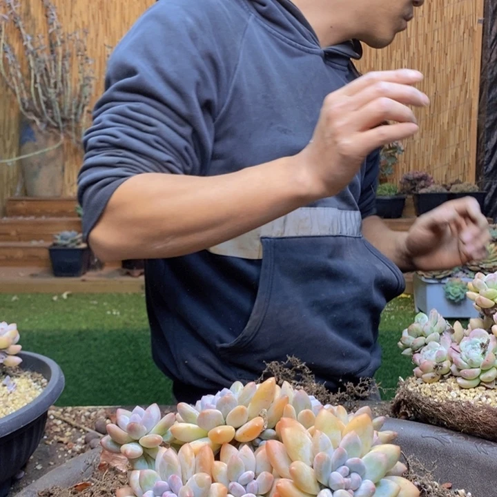 是***肉435号香水多肉植物