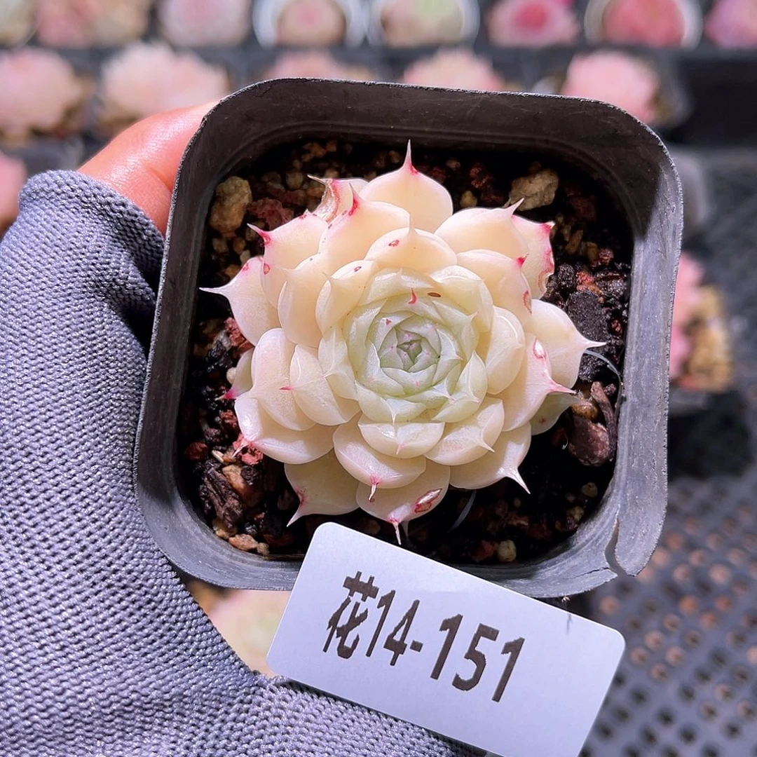 花14-151麦秆瑕疵