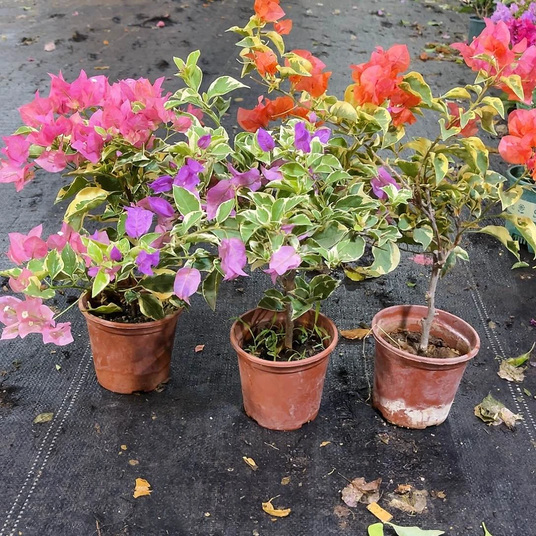 大部分花苞少量开放蜡染粉，银边浅紫，橙冰