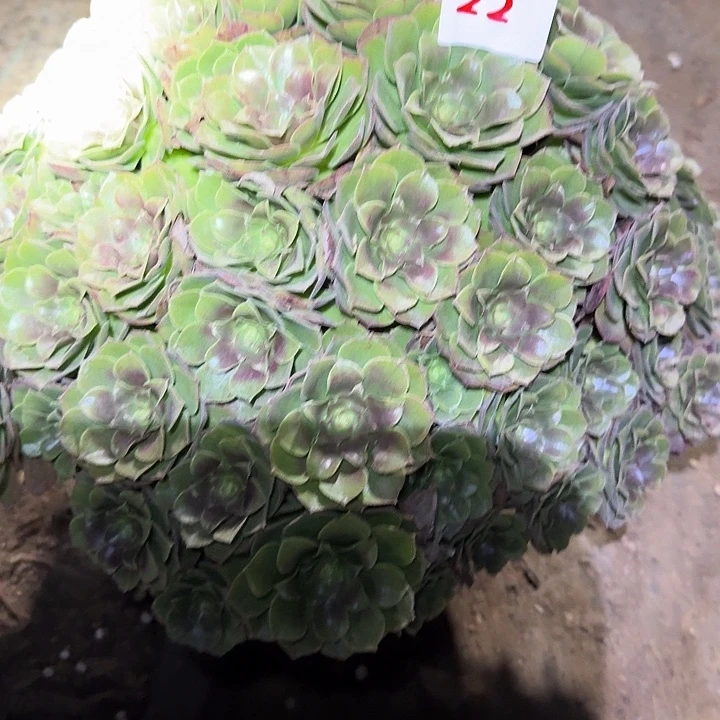 精品红心沙拉碗绣球朵朵亏本福利22