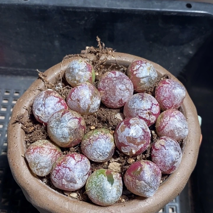 1.5厘米 灯泡，灯泡一颗