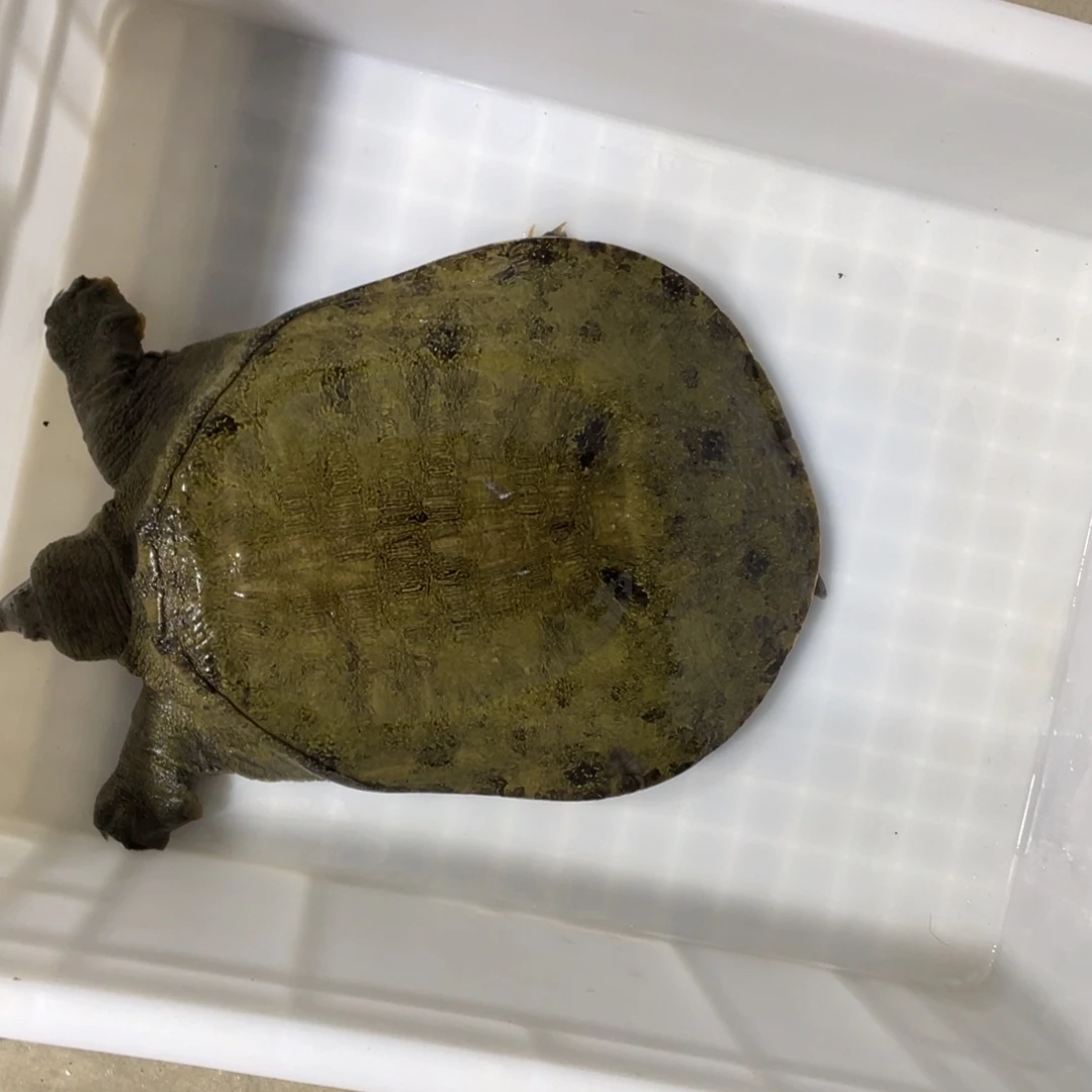 中国大陆野生甲鱼包邮