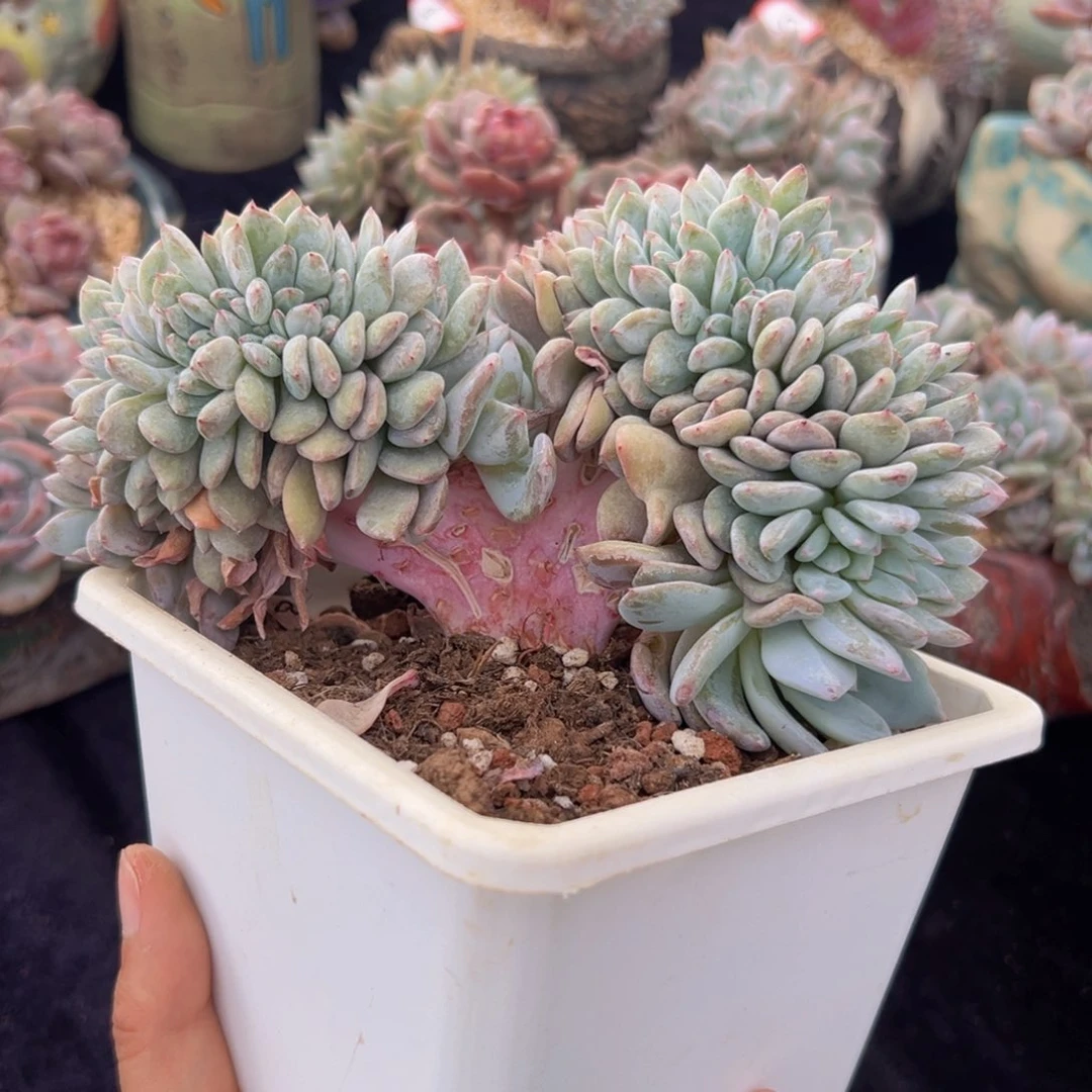 新年快乐 新年快乐