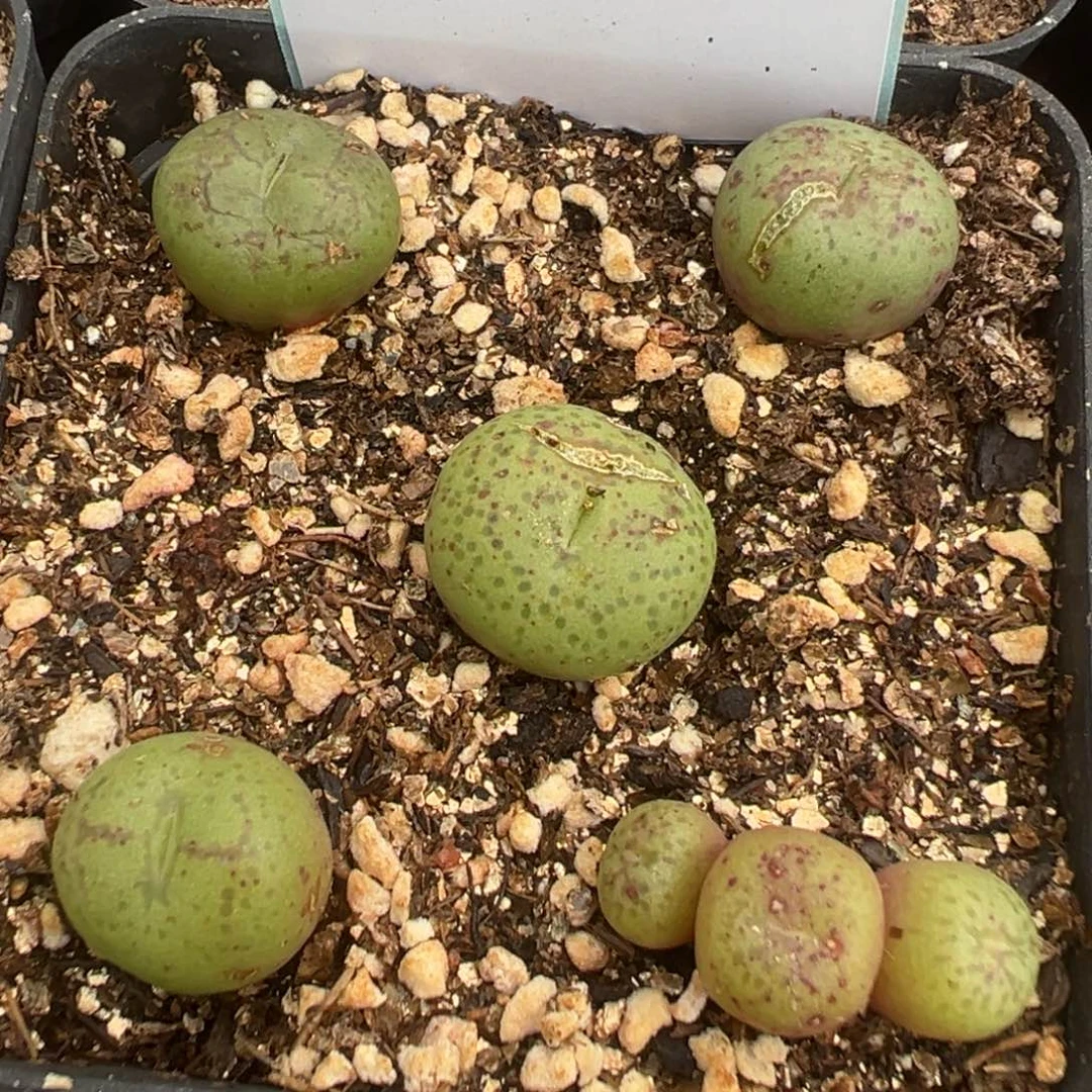 19-01猴脸多肉植物，