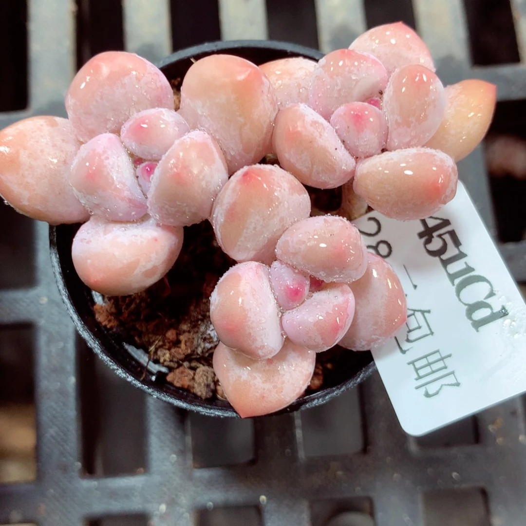 5厘米盆精控多肉4511