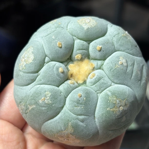 仙人球 有根点 一物一拍 089