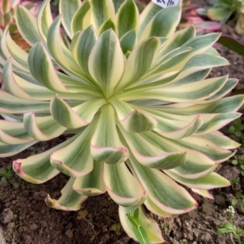 414青莲满25包邮多肉