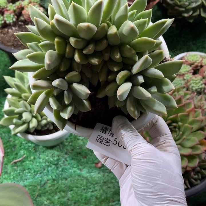 活****老500红象牙多肉植物