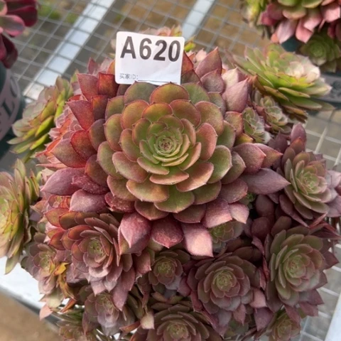 620红魔多肉25厘米左右