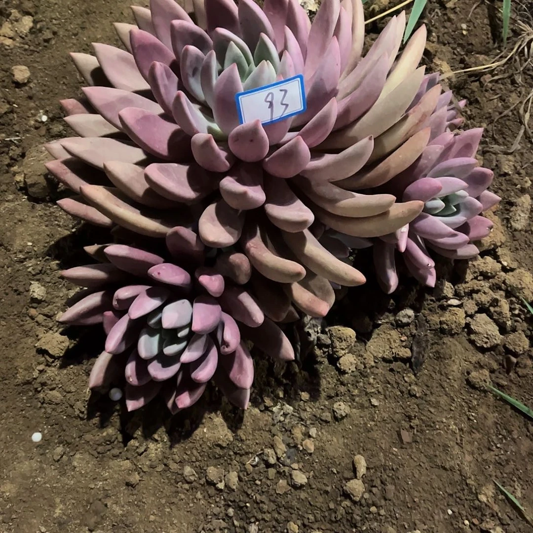 懂***你93号桃花园一物一拍