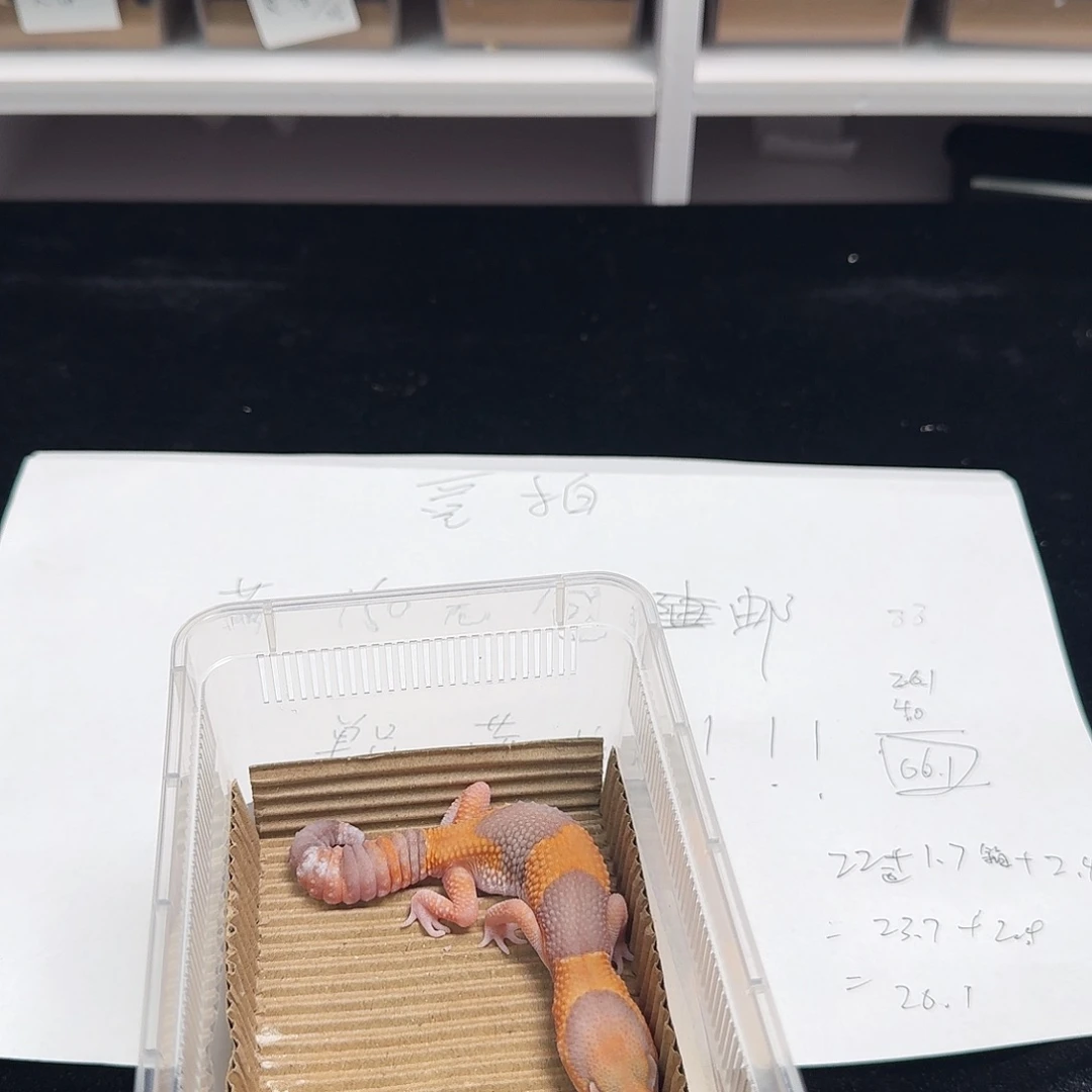 肥尾守宫橘白走起！