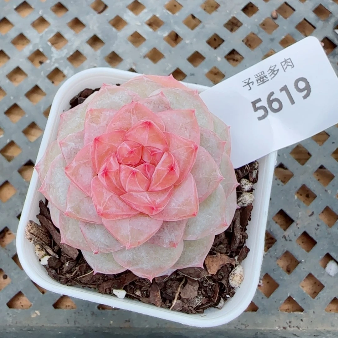 弗洛伊德，5619多肉植物
