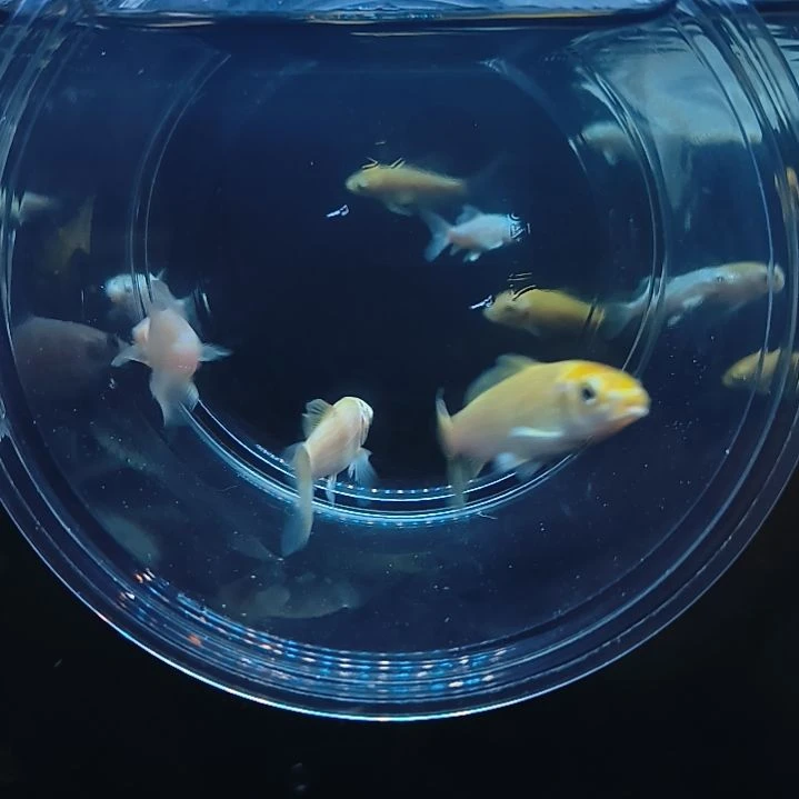 蝴蝶鲤大旗大尾精品蝴蝶鲤鱼苗