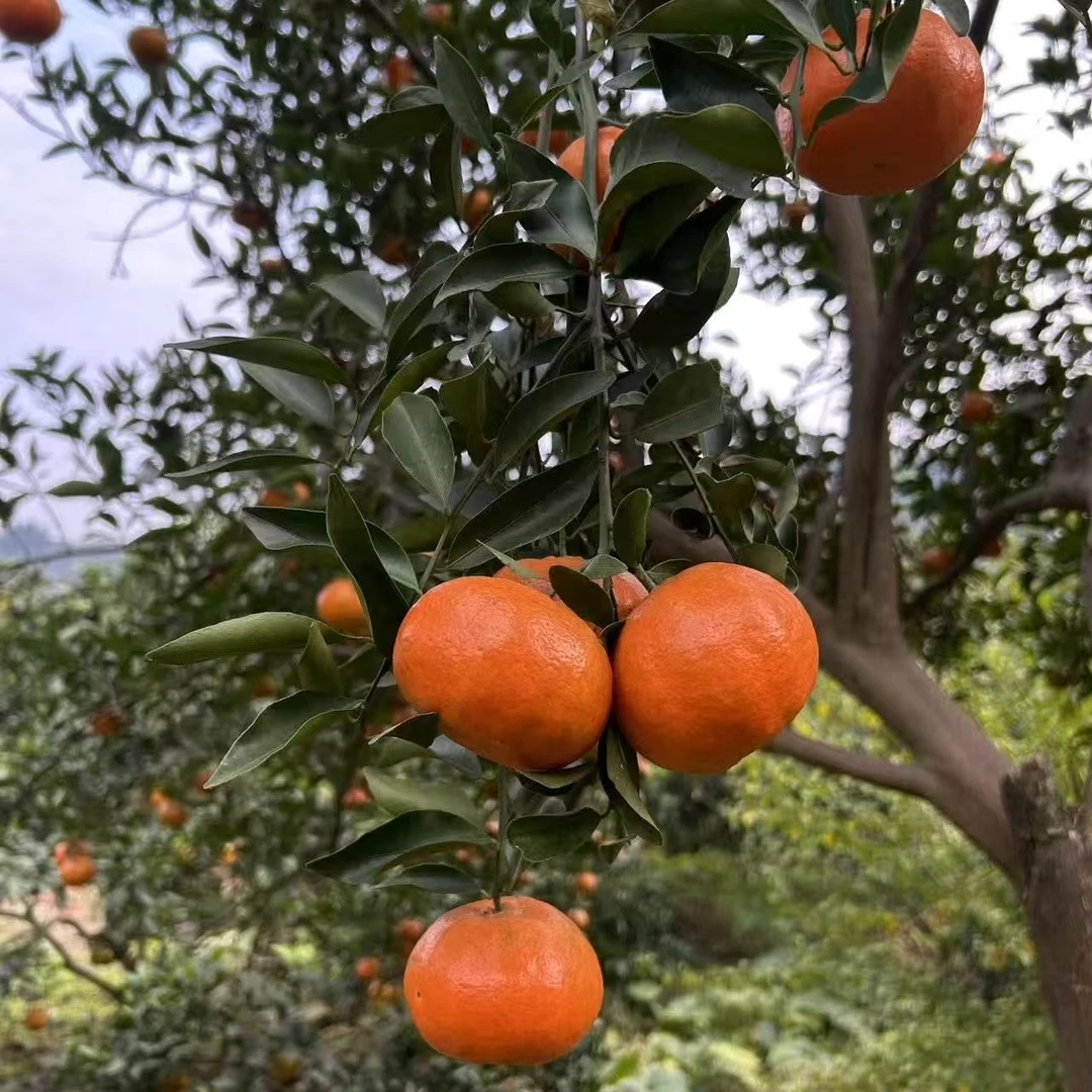 四川南充古树红橘 薄皮柑 大红袍陈皮原料
