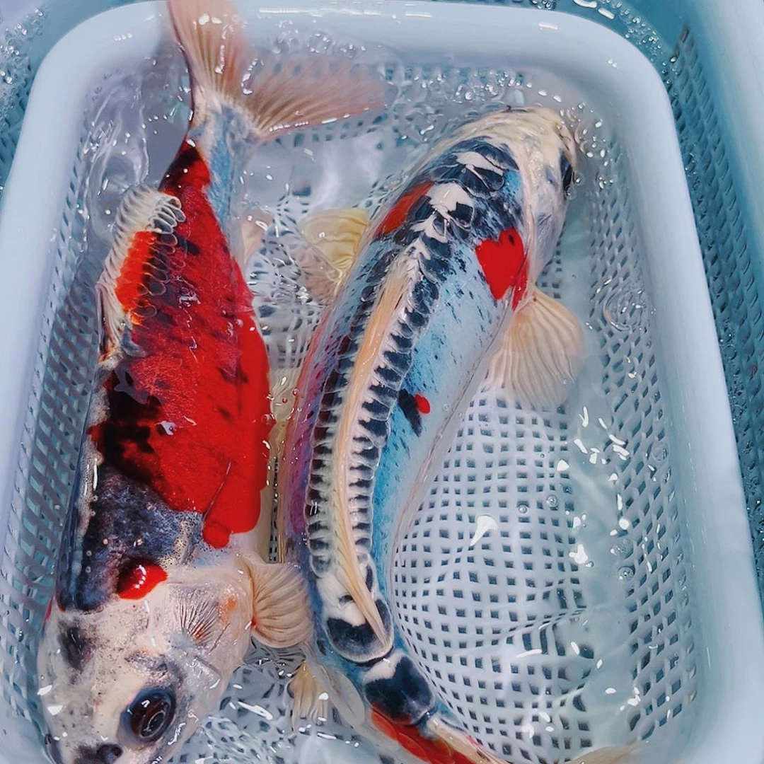 锦鲤锦鲤冷水鱼观赏107