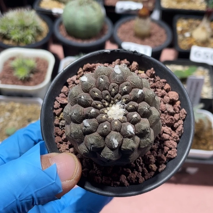 206蜥蜴皮仙人球，