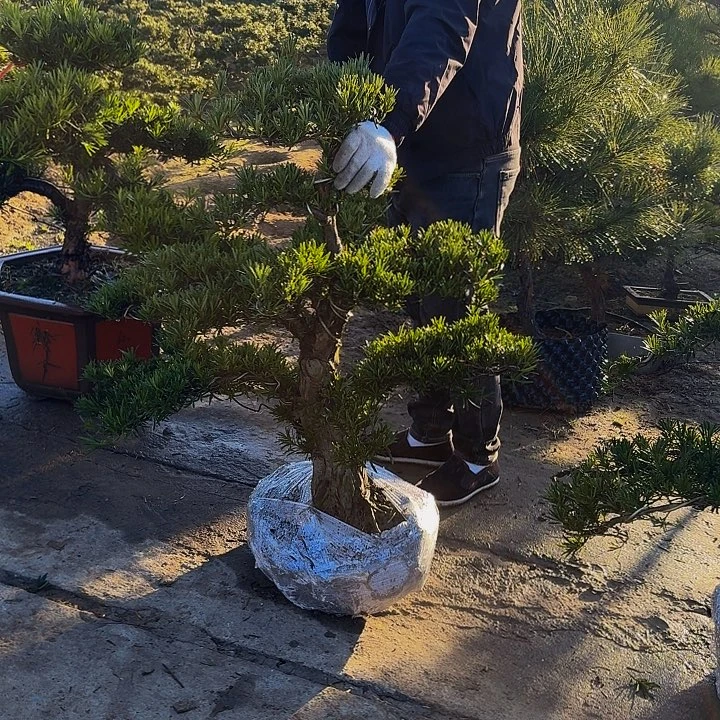 1罗汉松高度80厘米包邮