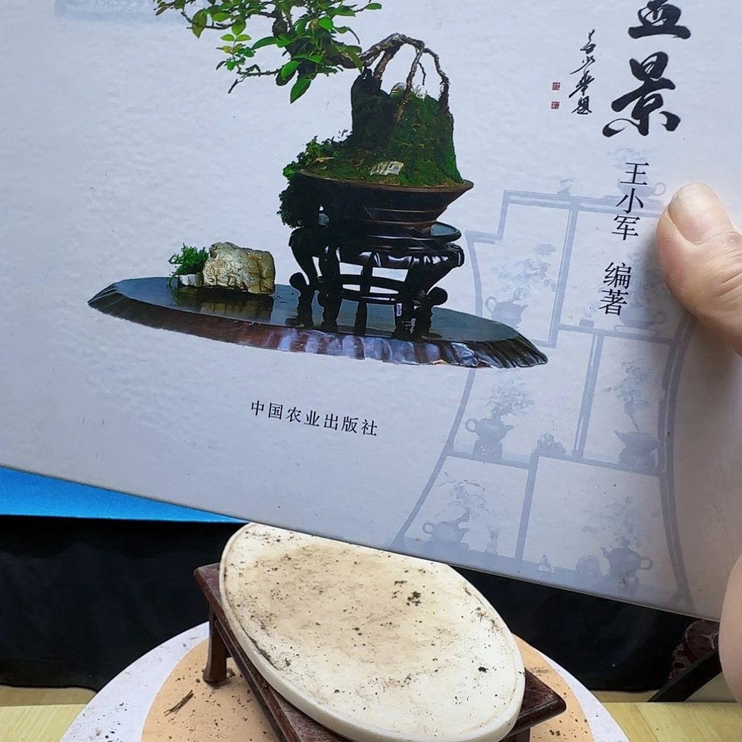 奢***代无花朵三春柳柽柳发干活季军季军
