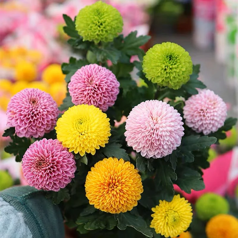 乒乓菊盆栽菊花球菊千头菊室内阳台室外庭院四季开花植物绿植花卉