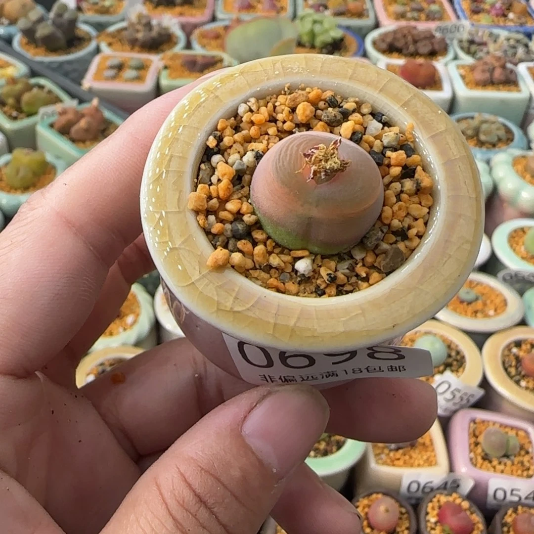 0698-一物一拍 带盆 1798’79O泡