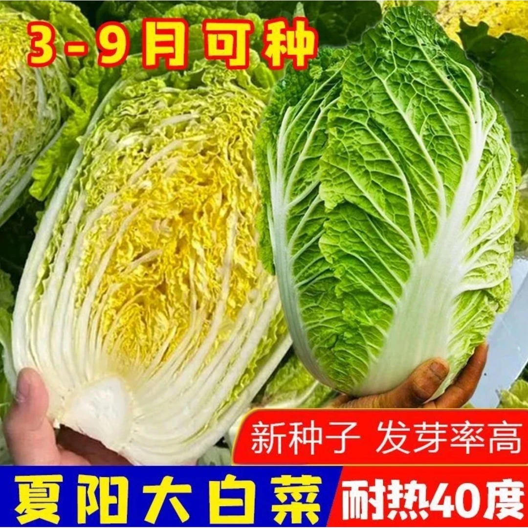 【直播专享】夏阳白菜种子50天早熟耐高温一年四季抗热大白菜种籽