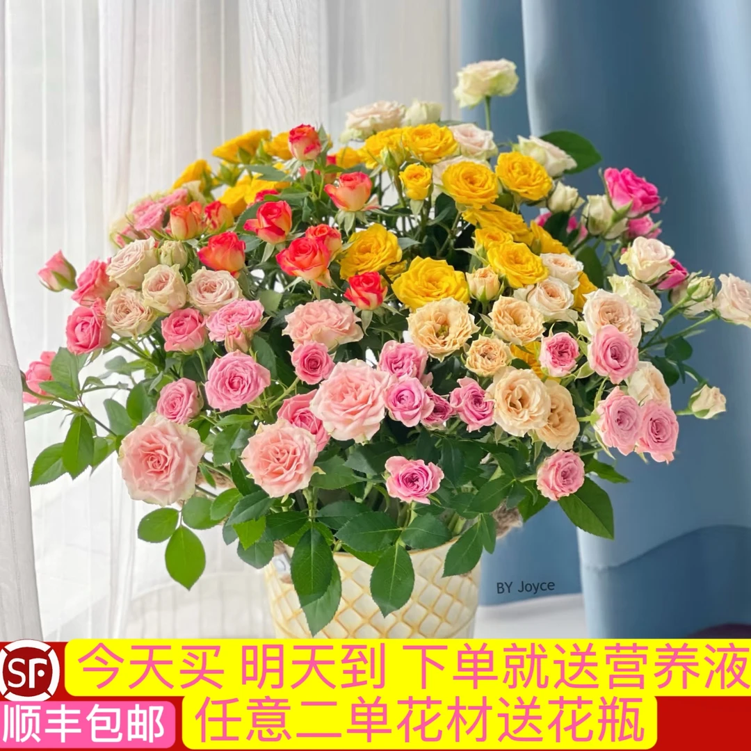 10支混色多头玫瑰花鲜花今天买明天到顺丰包邮送花上门