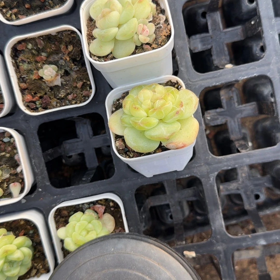 财富615外棚盆一个满25包邮