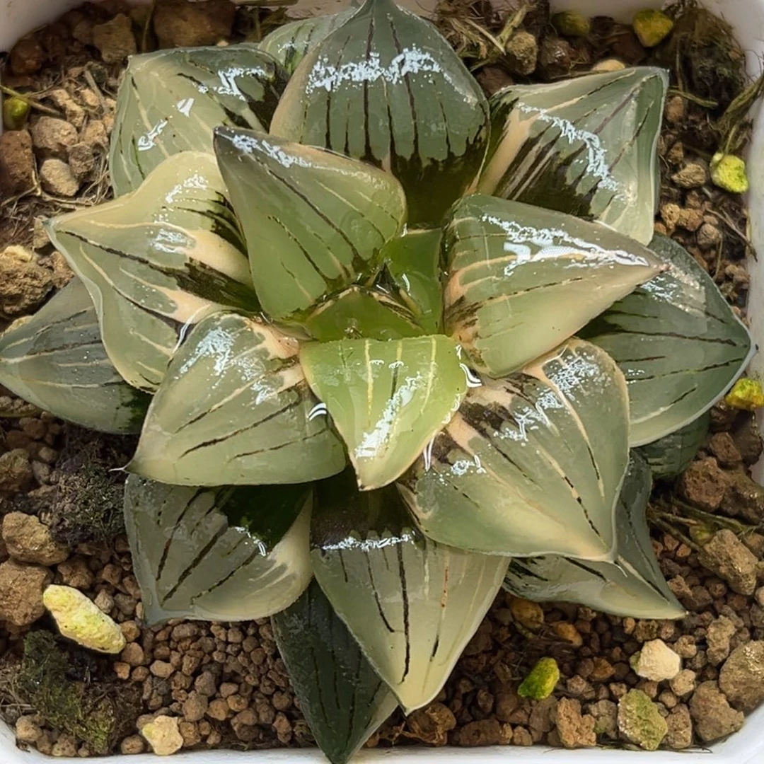 65巨大丸叶红纹寿锦福利专场