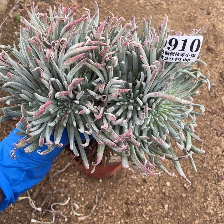 910号爱杜丽丝缀化多肉