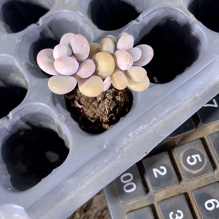 双头小桃蛋1元带土