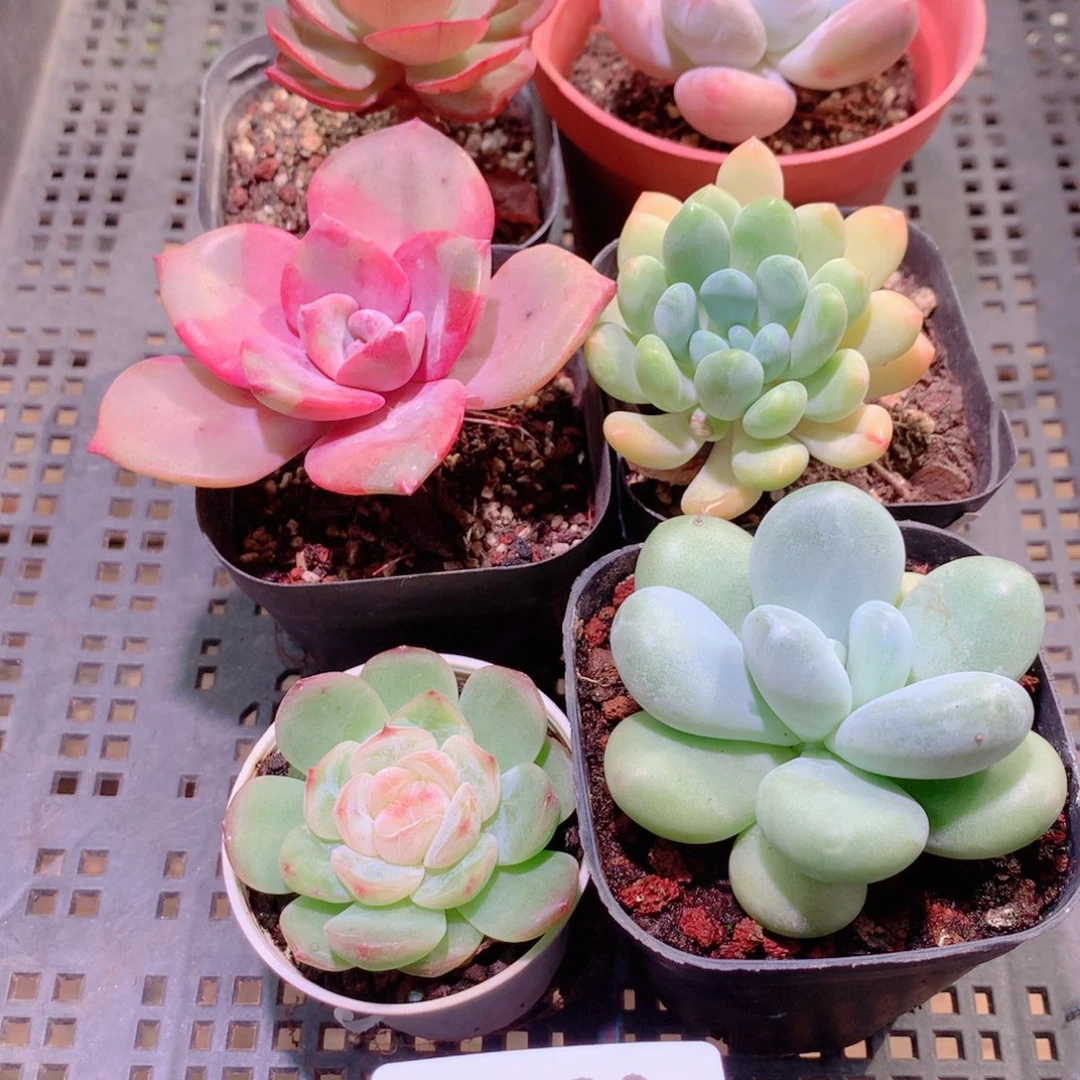 乐然29-230 框拍6颗