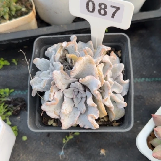 87芭蕾舞者多肉植物多