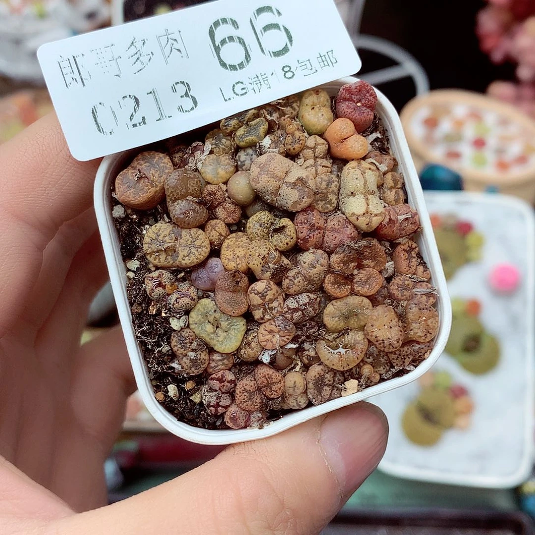 郎哥多肉生石花13-66