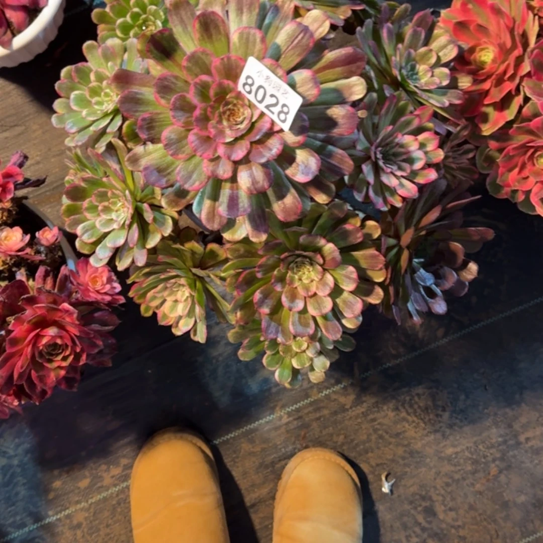 君*水彩画多肉植物8028