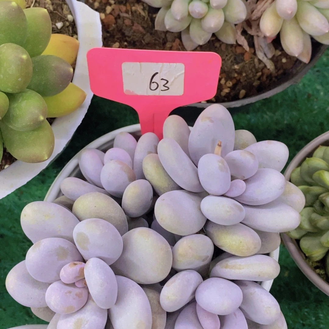 清货转场，一物一拍，看准