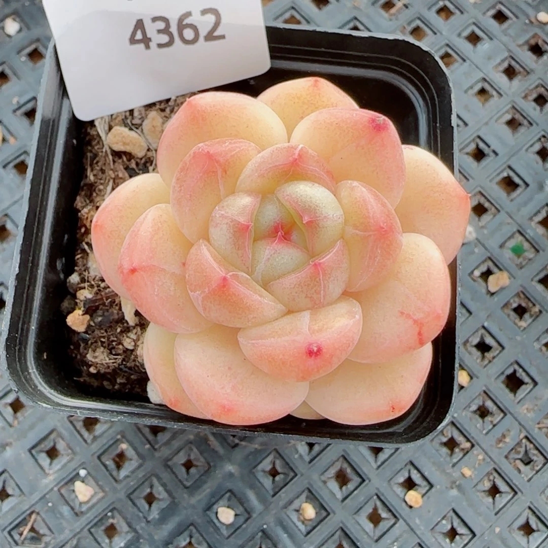 倾城珍妮，4362多肉植物