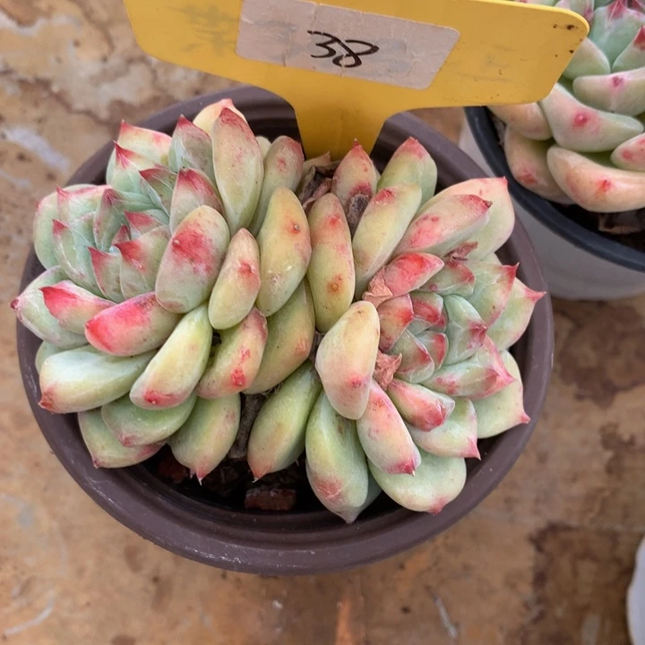 多日子和欧7272727277