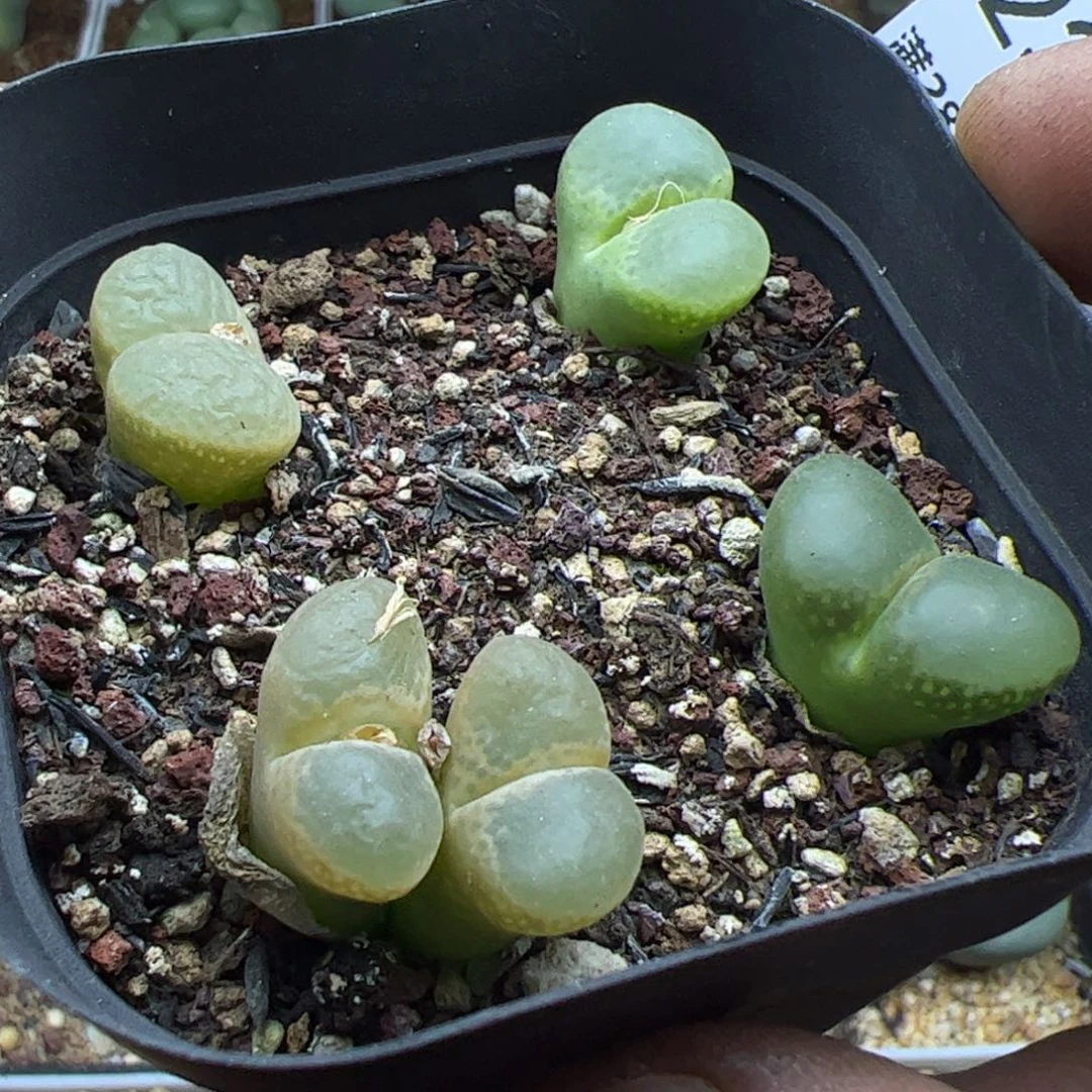 大家过年好23017