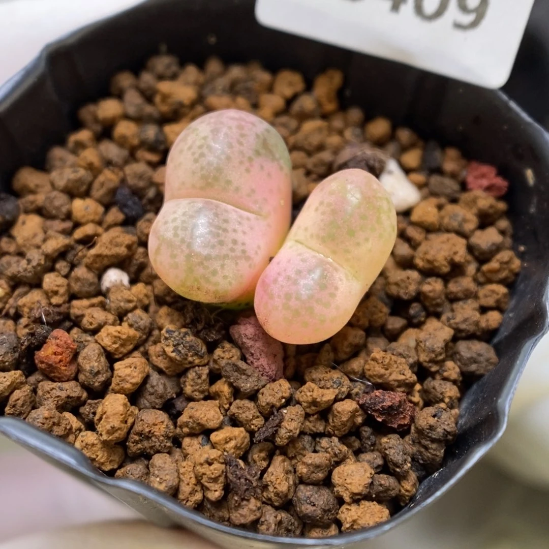 多肉植物肉锥杂交K-3409 风铃杂 锦