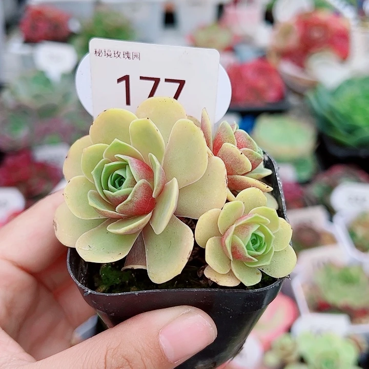 六**荷177血樱三头。