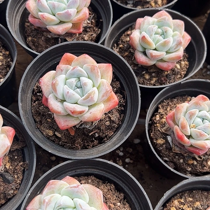 单头      奶油  冰玉