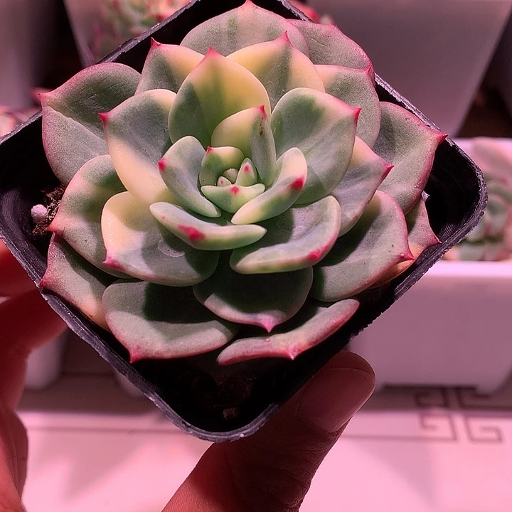 三文鱼拉丝锦锦锦锦