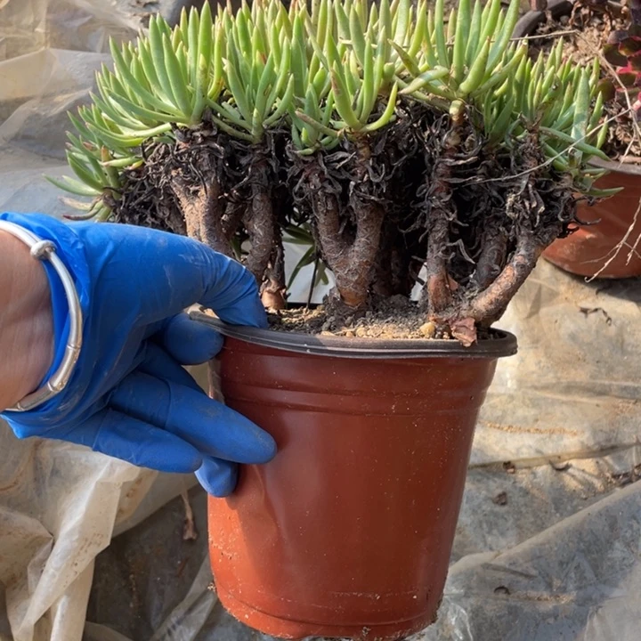685号维思辛达多肉植物