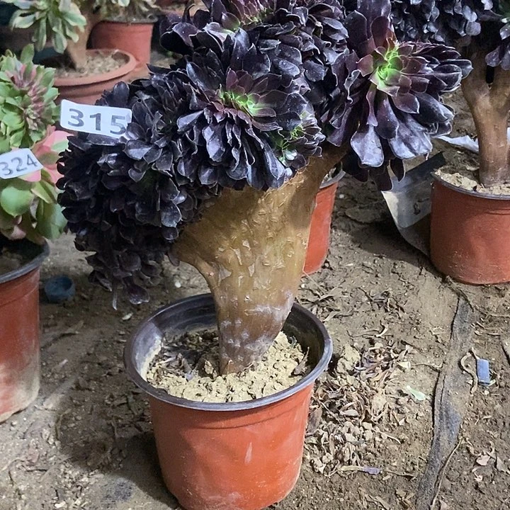 315欧紫缀化老板子